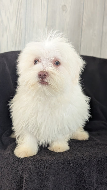 HAVANESE (OCT 25) MALES