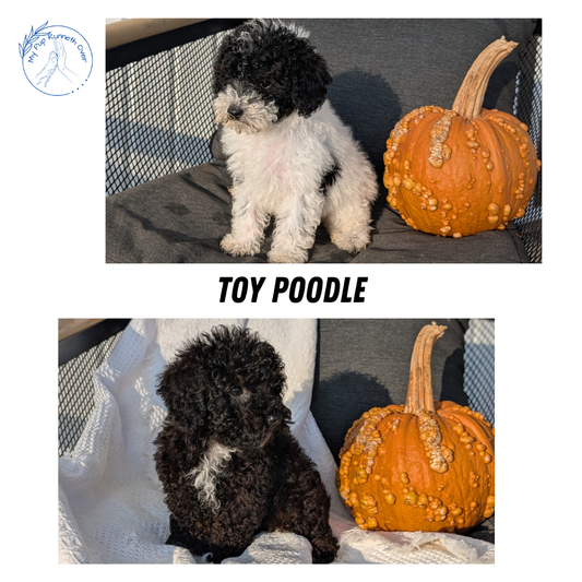 TOY POODLE (08/19) FEMALE