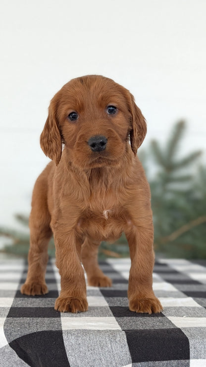 IRISH SETTER (NOV 02) MALES