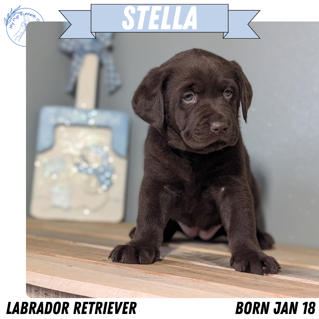 LABRADOR RETRIEVER (JAN 18) FEMALES