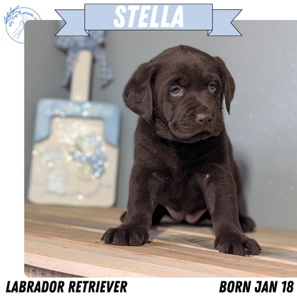LABRADOR RETRIEVER (JAN 18) FEMALES