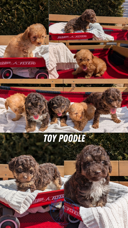 TOY POODLE (01/23) MALE
