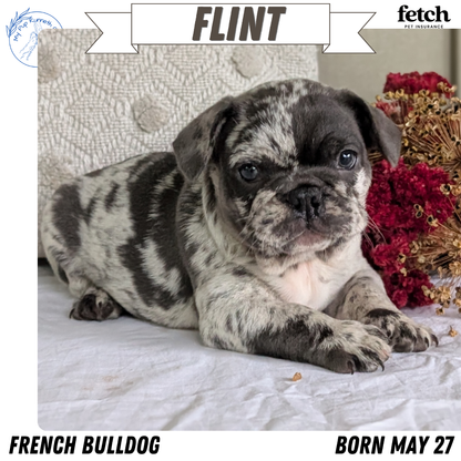 FRENCH BULLDOG (MAY 27) MALES