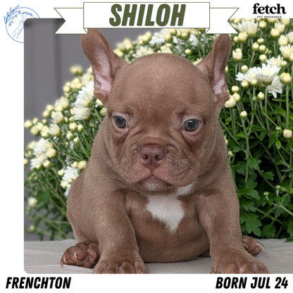 FRENCHTON (JUL 24) 1 FEMALE/1 MALE