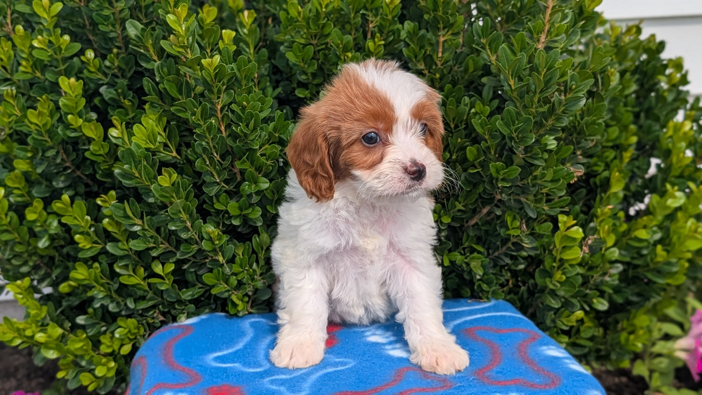 CAVAPOO (MAY 25) FEMALES