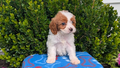 CAVAPOO (MAY 25) FEMALES