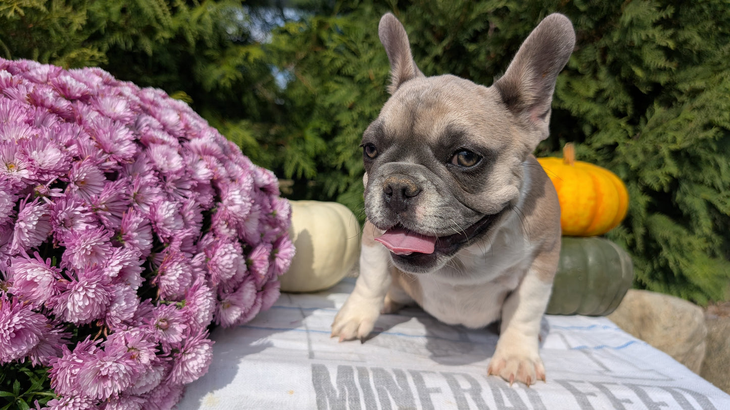 FRENCH BULLDOG (07/03) FEMALE
