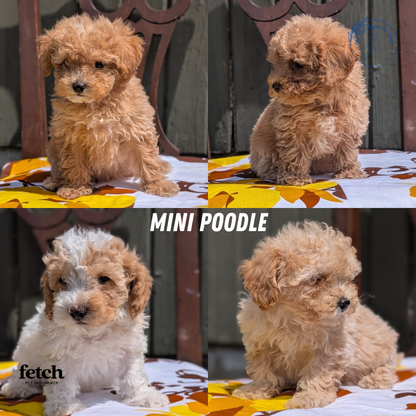 MINI POODLE (JUN 21) 4 MALES