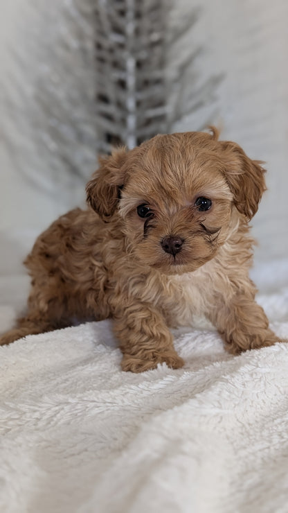 CAVAPOO (NOV 08) MALES
