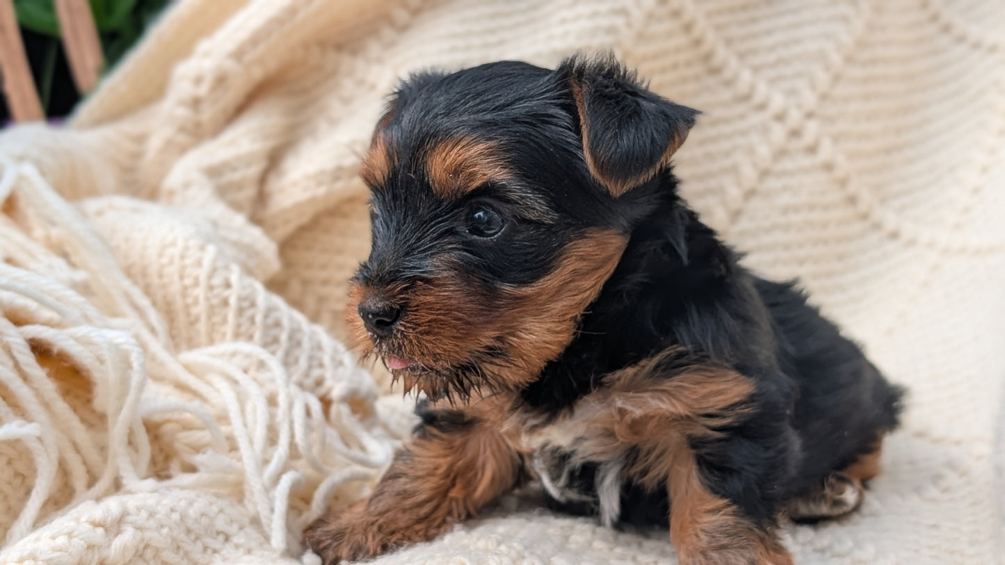 YORKSHIRE TERRIER (JUN 05) MALE