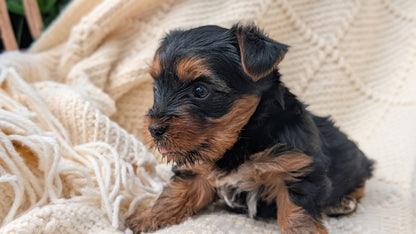 YORKSHIRE TERRIER (JUN 05) MALE