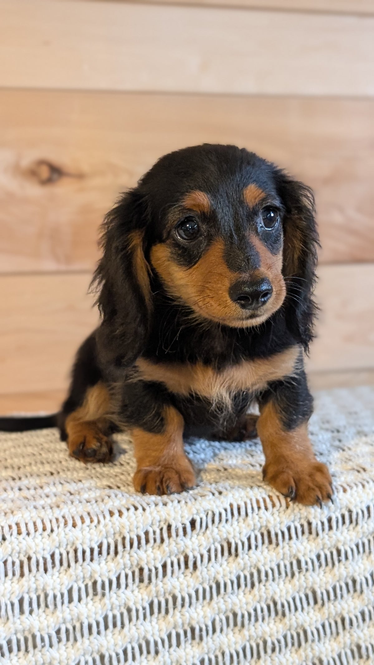 MINI DACHSHUNDS (JUL 05) 2 MALES/2 FEMALES