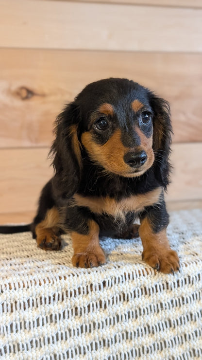 MINI DACHSHUNDS (JUL 05) 2 MALES/2 FEMALES