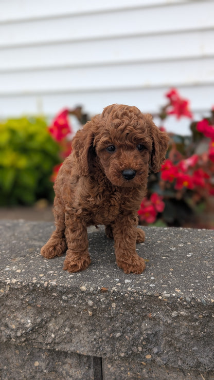 TOY POODLE (07/04) MALE