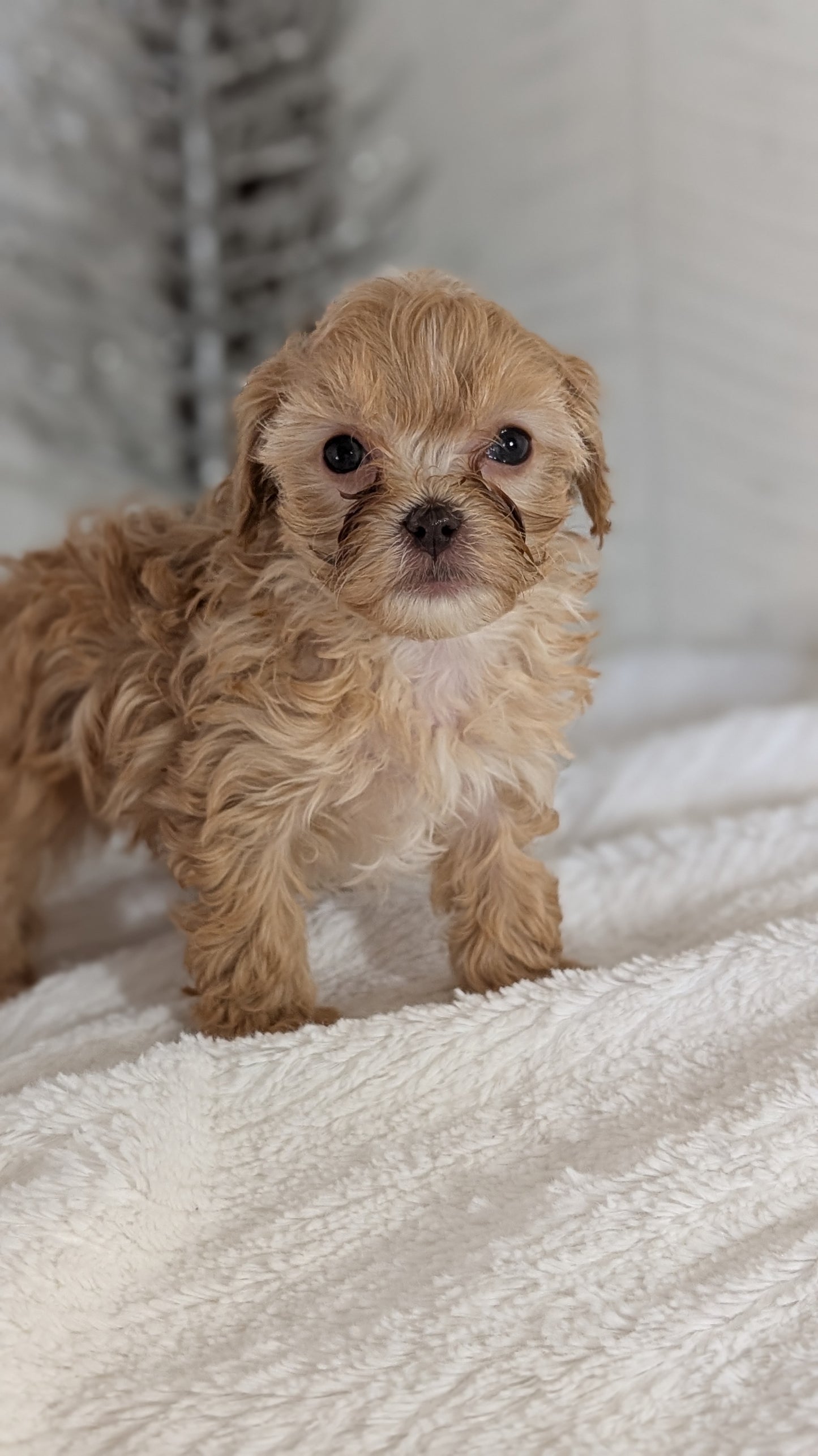 CAVAPOO (NOV 08) MALES