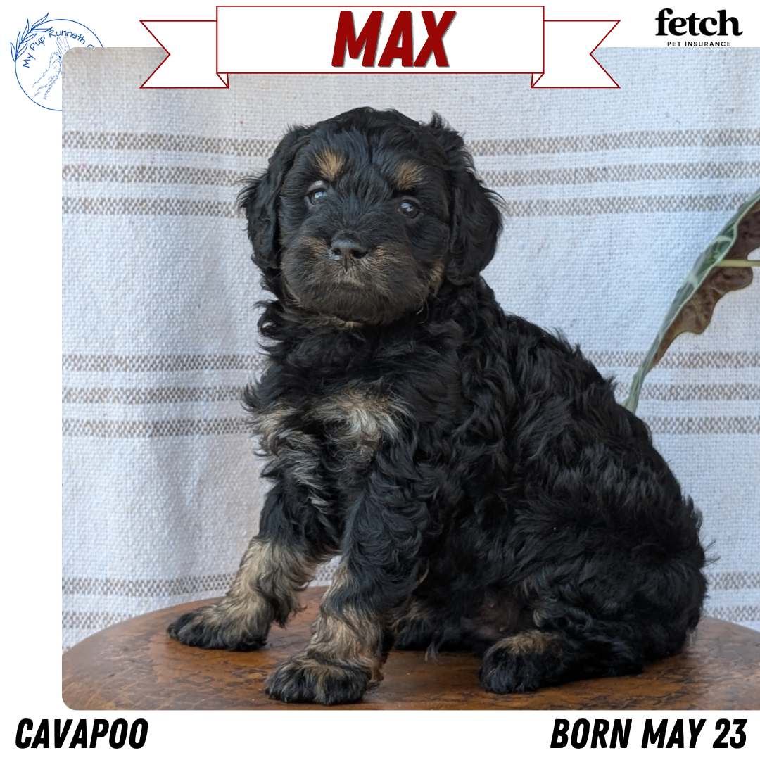 CAVAPOO (MAY 23) MALES