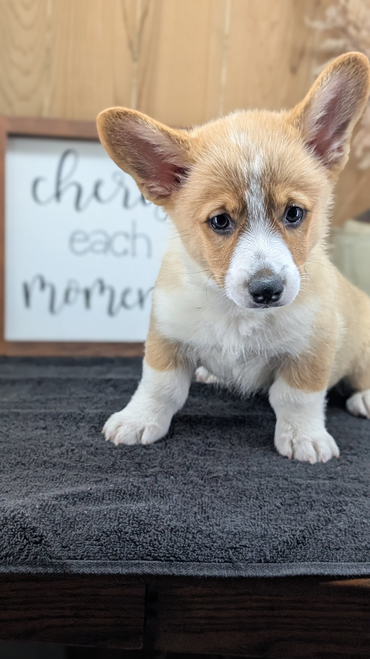 CORGI (JUL 13) 2 FEMALES/3 MALES