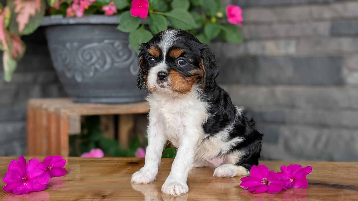 CAVALIER (JUL 18) 3 FEMALES/2 MALES