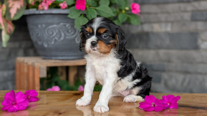 CAVALIER (JUL 18) 3 FEMALES/2 MALES