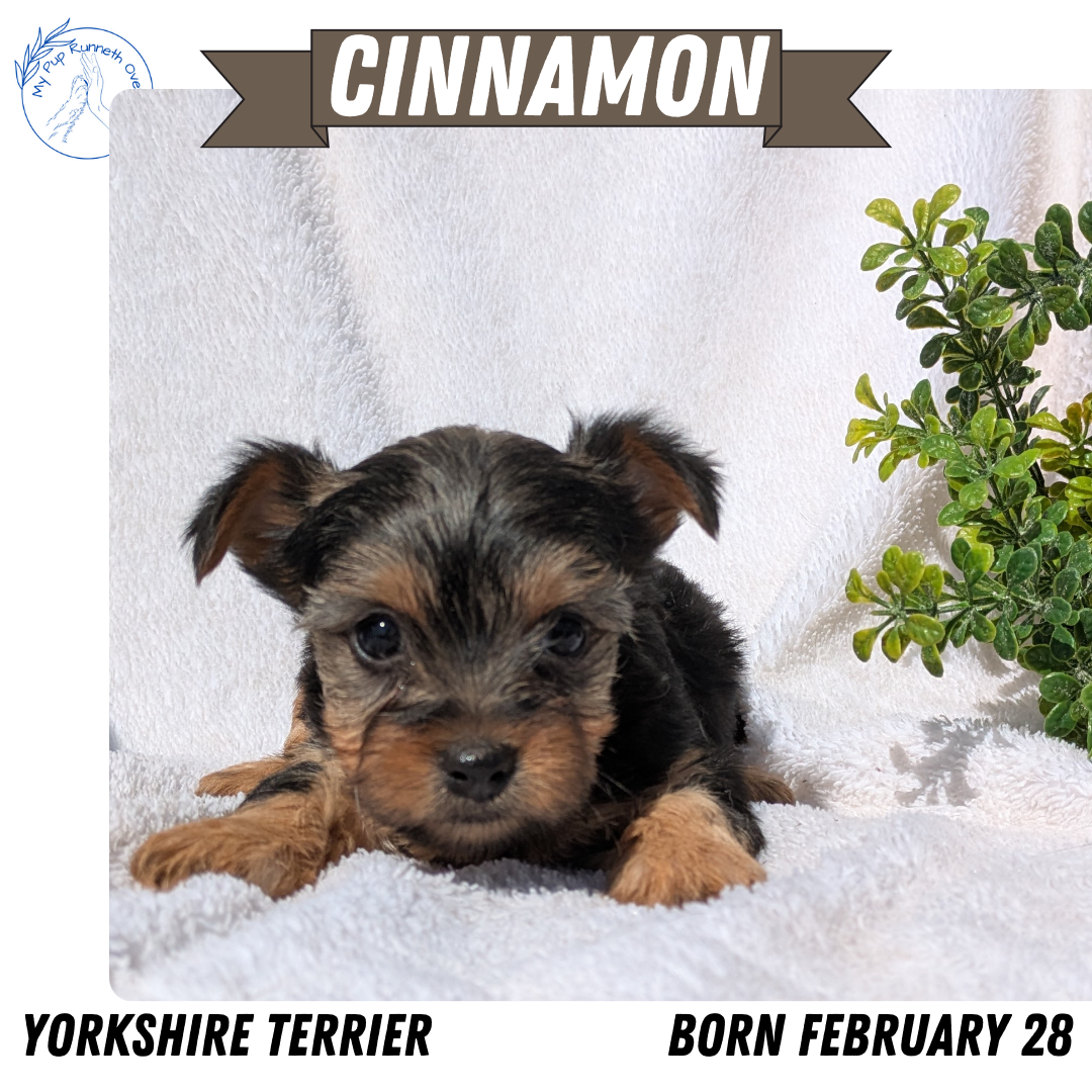 YORKSHIRE TERRIER (02/28) FEMALE