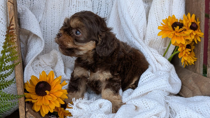 COCKAPOO (06/02) FEMALE