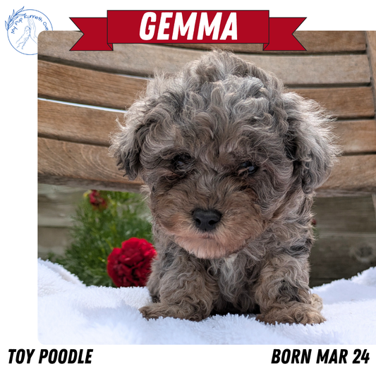 TOY POODLE (03/24) FEMALE