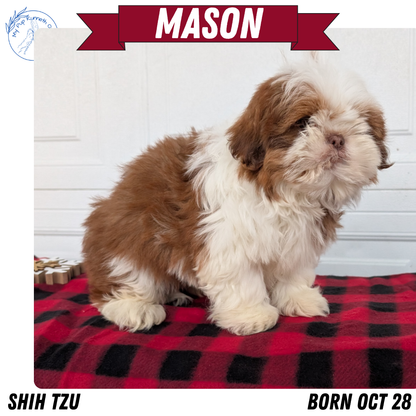 SHIH TZU (OCT 28) MALES