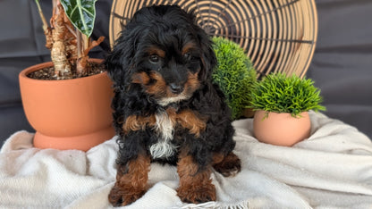 COCKAPOO (MAY 22) FEMALES