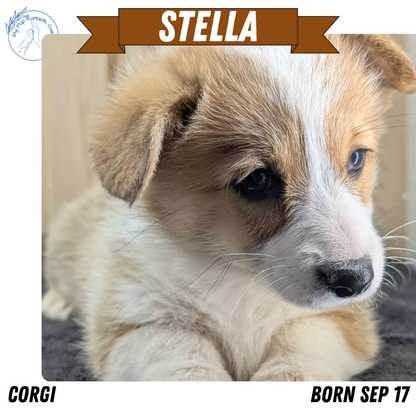CORGI (09/17) FEMALE