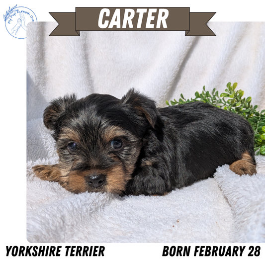 YORKSHIRE TERRIER (02/28) MALE