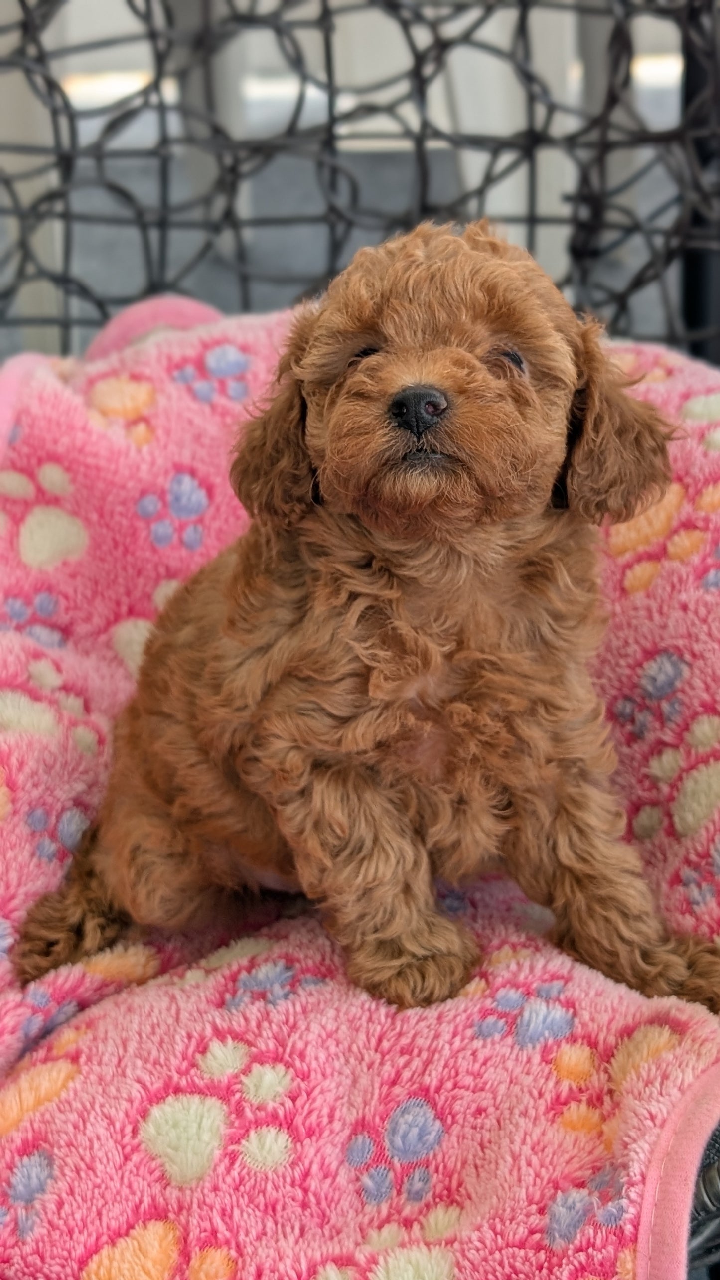 TOY POODLE (JUN 22) FEMALES
