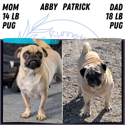 PUG (SEP 12) 4 MALES/1 FEMALE