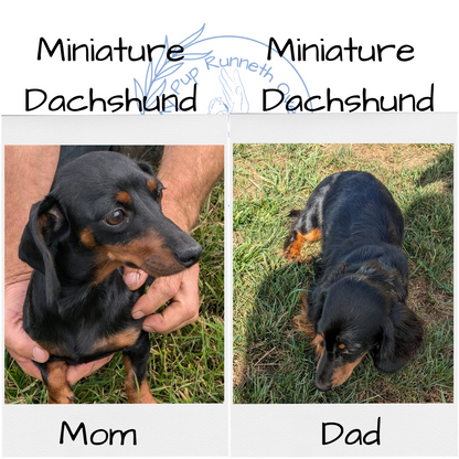 MINI DACHSHUND (08/13) MALE