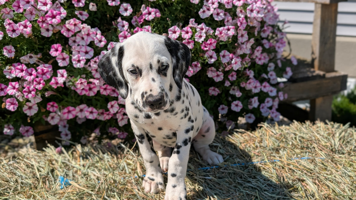 DALMATIAN (JUN 29) FEMALES