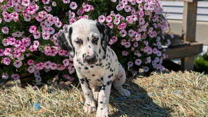 DALMATIAN (JUN 29) FEMALES