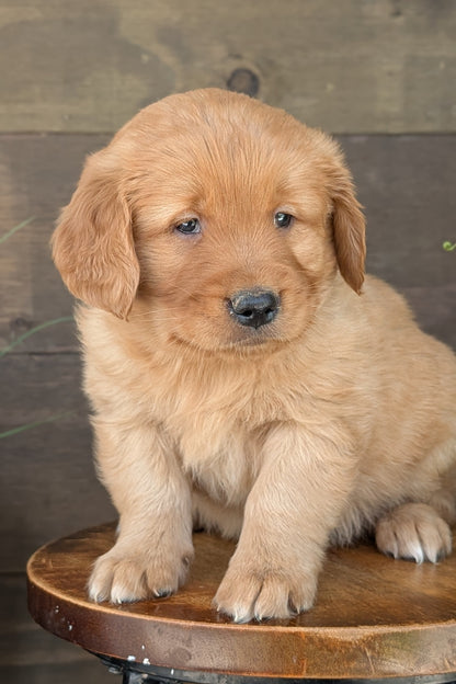 GOLDEN RETRIEVER (MAR 27) MALES