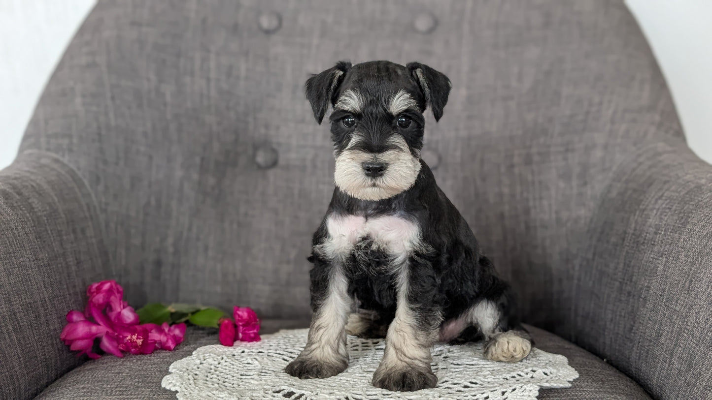 MINI SCHNAUZER (JAN 20) MALES