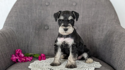 MINI SCHNAUZER (JAN 20) MALES