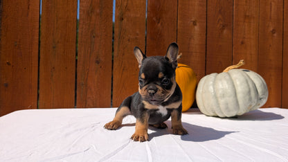 FRENCH BULLDOG (08/12) MALE