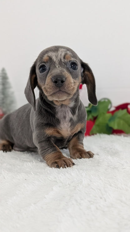 MINI DACHSHUND (OCT 20) FEMALES