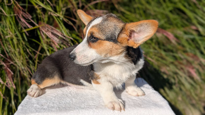 CORGI (JUN 08) FEMALES