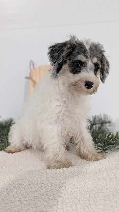 SCHNOODLE (09/20) MALE