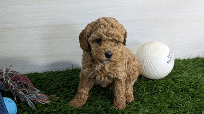 COCKAPOO (01/01) FEMALE