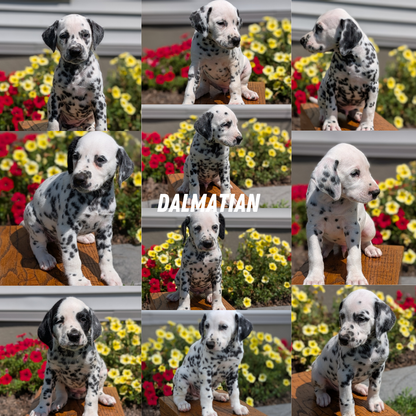 DALMATIAN (JUN 29) MALES