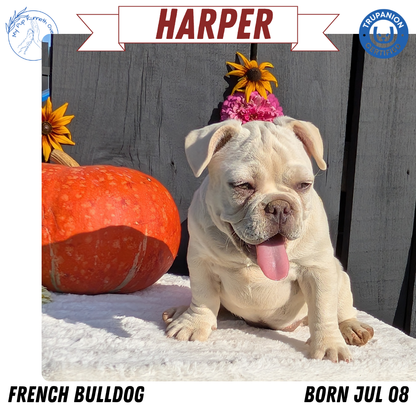 FRENCH BULLDOG (07/08) FEMALE