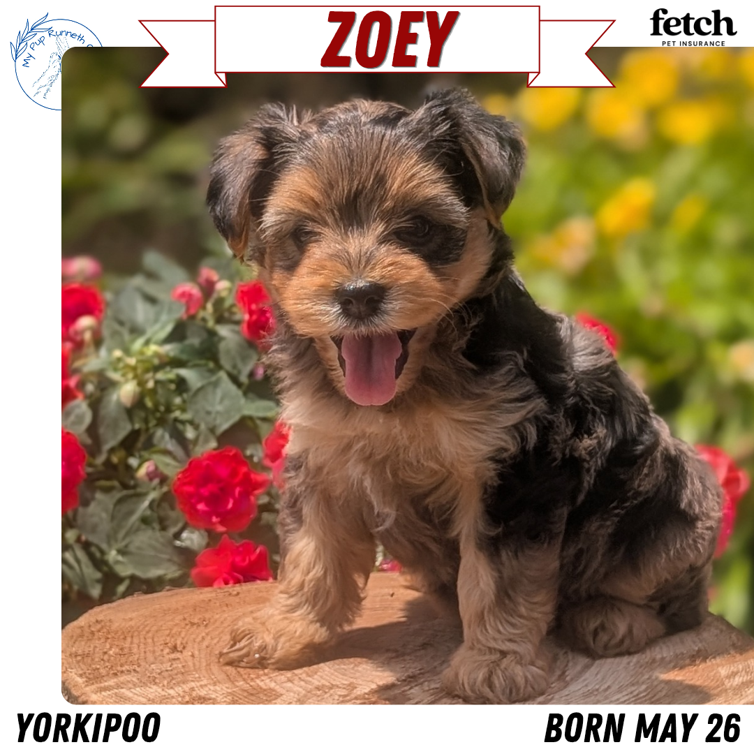 YORKIPOO (MAY 26) FEMALES