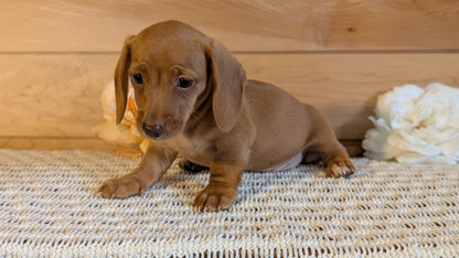 MINI DACHSHUND (JUL 30) 4 MALES/1 FEMALE