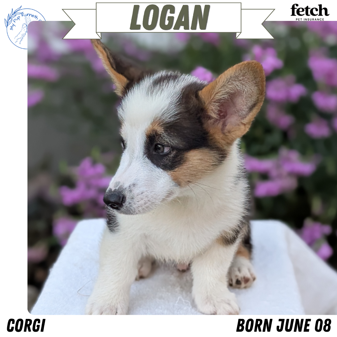 CORGI (JUN 08) MALES