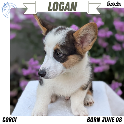 CORGI (JUN 08) MALES