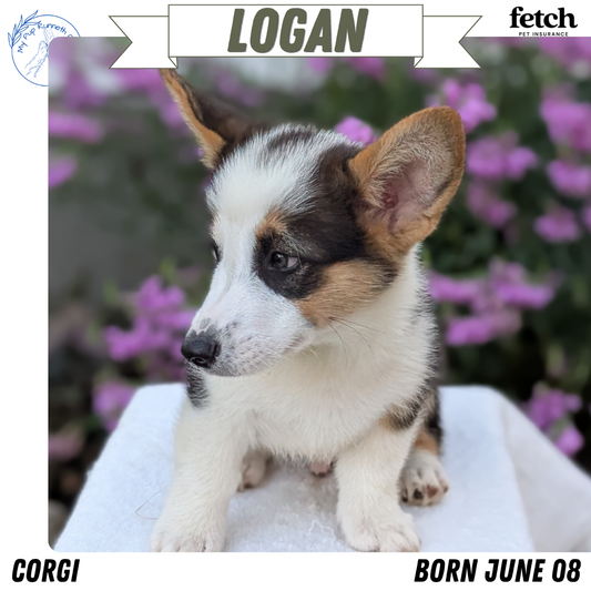 CORGI (JUN 08) MALES